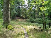 Waldweg